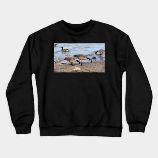 Canada Geese Along The Beach For Food Crewneck Sweatshirt